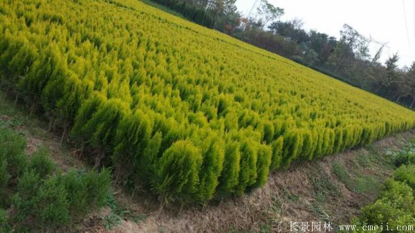 灑金柏圖片灑金柏基地實拍