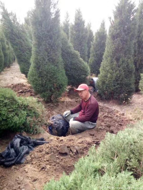 蜀檜圖片蜀檜基地實拍