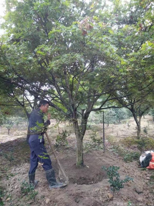 紅楓圖片基地實(shí)拍