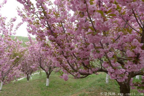 櫻花樹(shù)圖片基地實(shí)拍