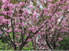 櫻花樹(shù)桿是什么顏色？