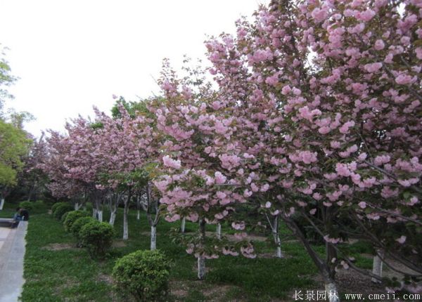 櫻花樹圖片基地實拍