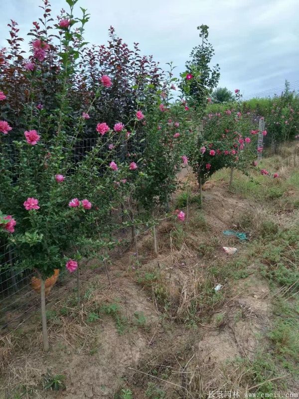 重瓣大花木槿樹圖片基地實(shí)拍