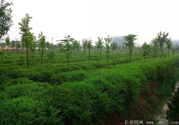 小葉女貞圖片基地實拍