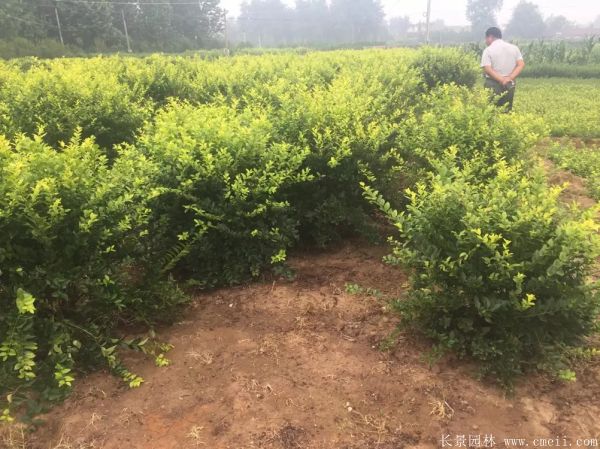 金葉女貞球圖片基地實(shí)拍