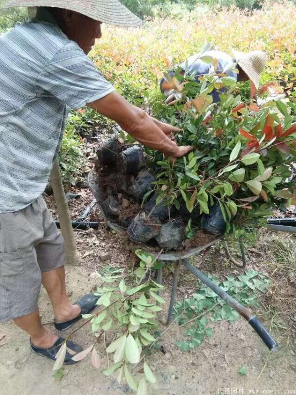 紅葉石楠圖片基地實拍