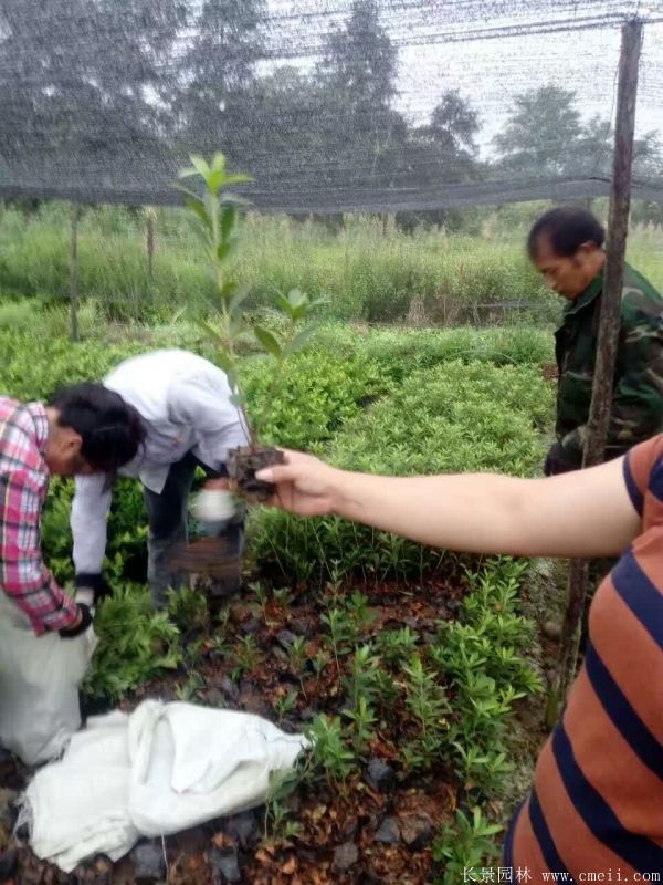 春鵑圖片基地實拍