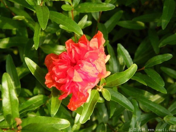 花石榴圖片基地實拍