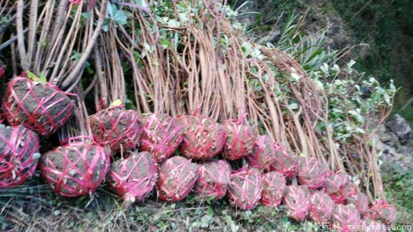 結(jié)香圖片基地實拍