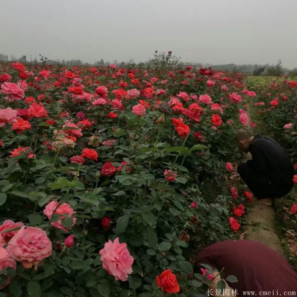 月季花圖片基地實(shí)拍