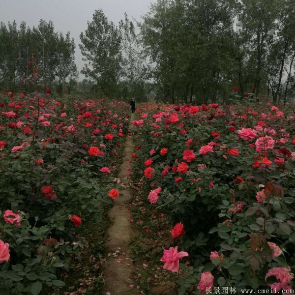 月季花圖片基地實拍