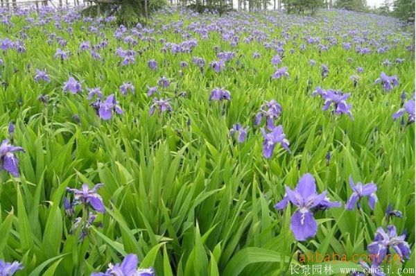 鳶尾草基地實拍圖片