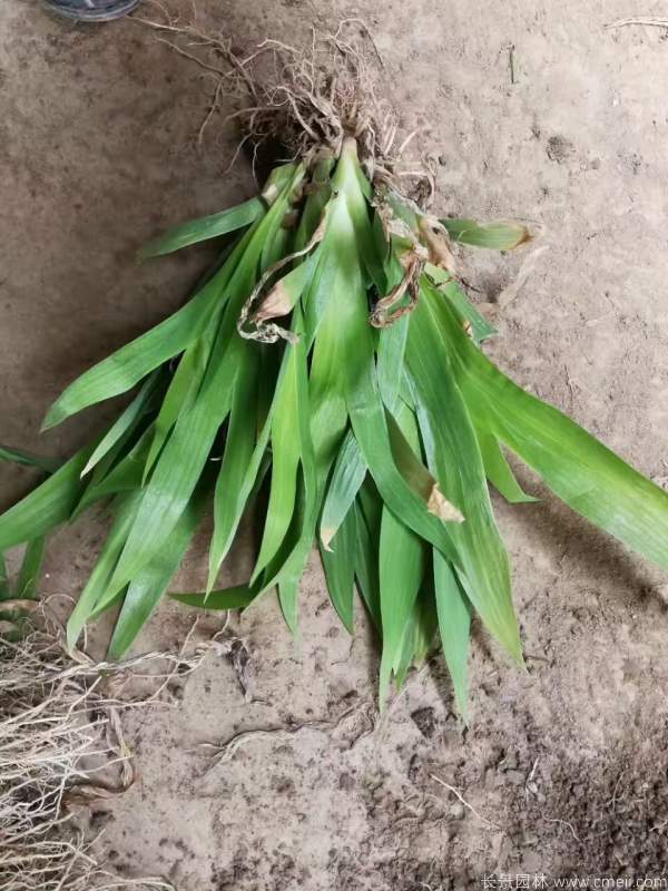 西伯利亞鳶尾基地實拍圖片