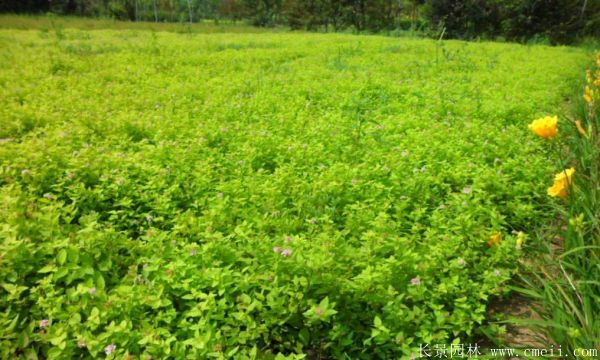 金葉蕕基地實(shí)拍圖片