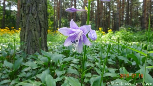 青葉玉簪基地實拍圖片