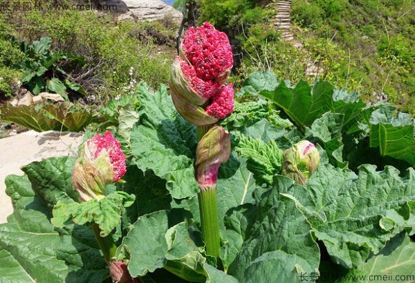 大黃種子發(fā)芽出苗圖片