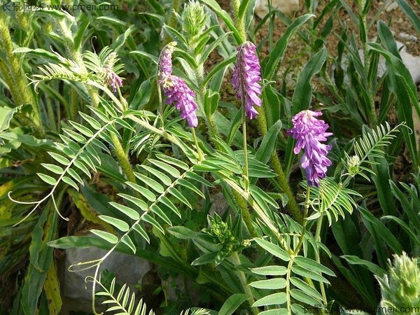 光葉紫花苕種子發(fā)芽出苗圖片