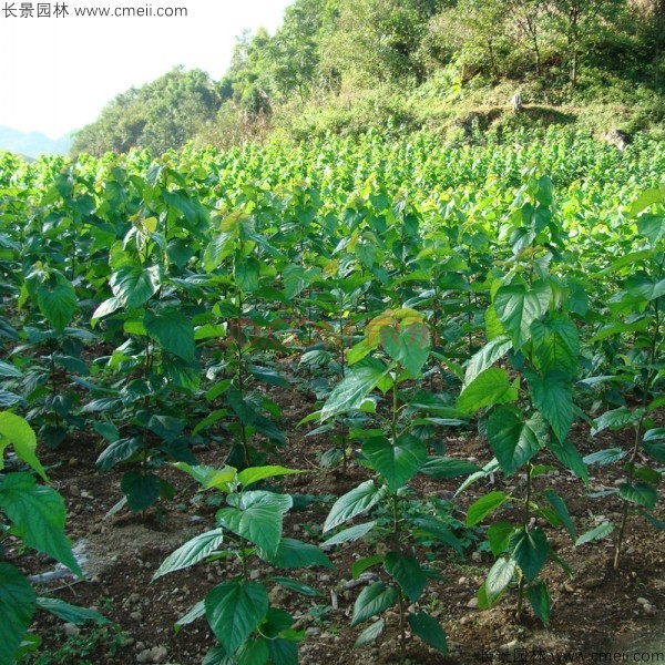 桑樹(shù)種子發(fā)芽出苗圖片