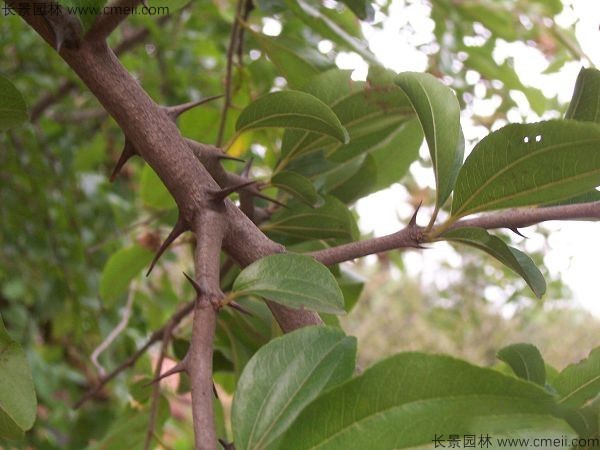 馬甲子種子發(fā)芽出苗圖片