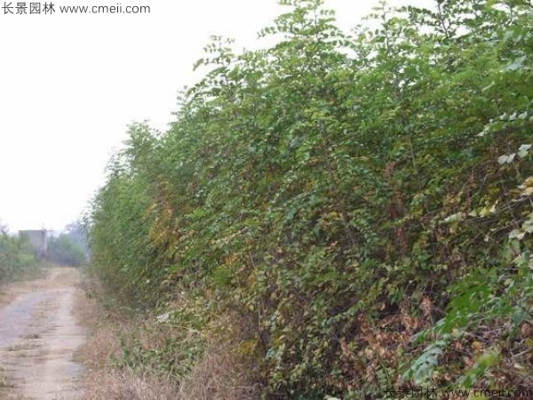 馬甲子種子發(fā)芽出苗圖片