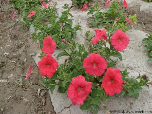 牽牛花種子發(fā)芽出苗開花圖片