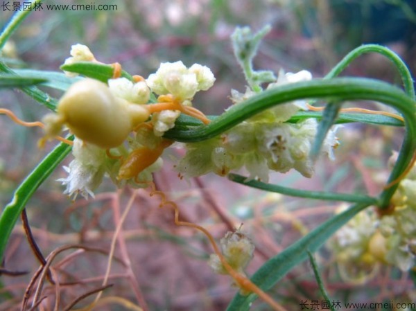 植物菟絲子圖片