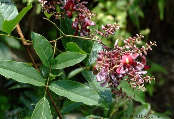 油麻藤開(kāi)花樹(shù)葉樹(shù)藤圖片