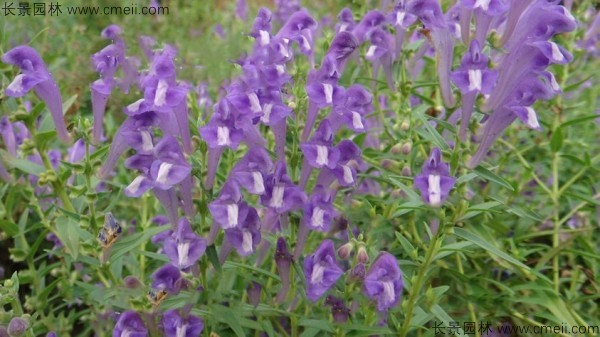 黃芩種子發(fā)芽出苗開花圖片