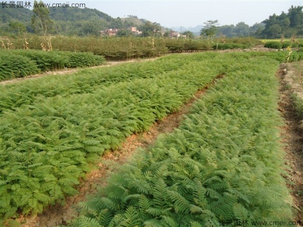 藍花楹種子發(fā)芽出苗圖片