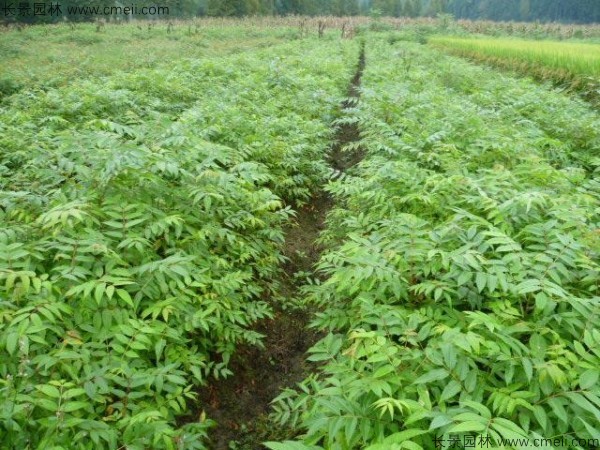 黃山欒樹種子發(fā)芽出苗圖片