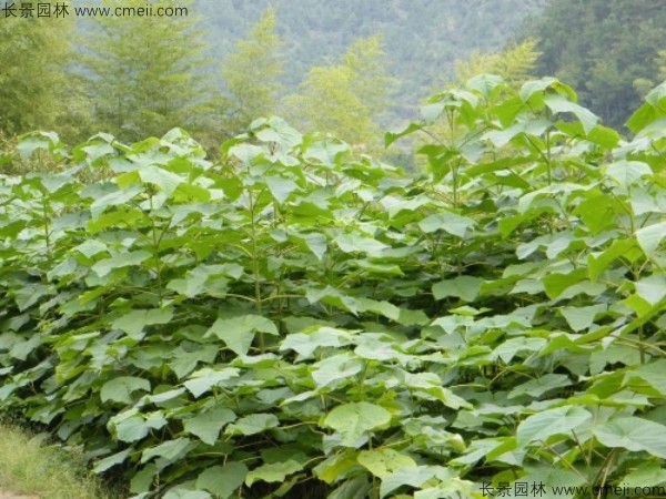 泡桐種子發(fā)芽出苗圖片