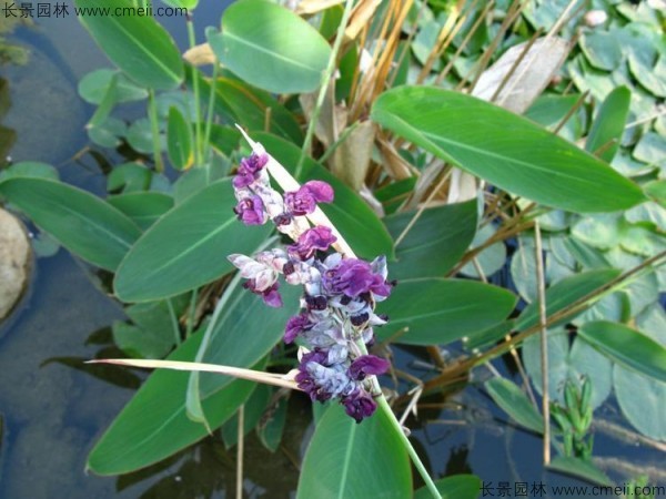 再力花開(kāi)花圖片