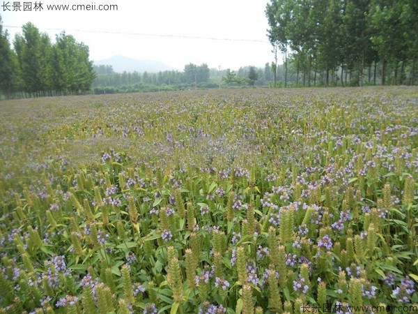 夏枯球種子發(fā)芽出苗開花圖片