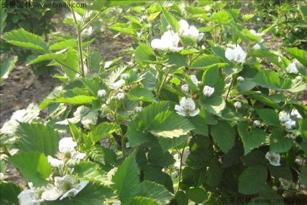 樹莓種子發(fā)芽出苗圖片