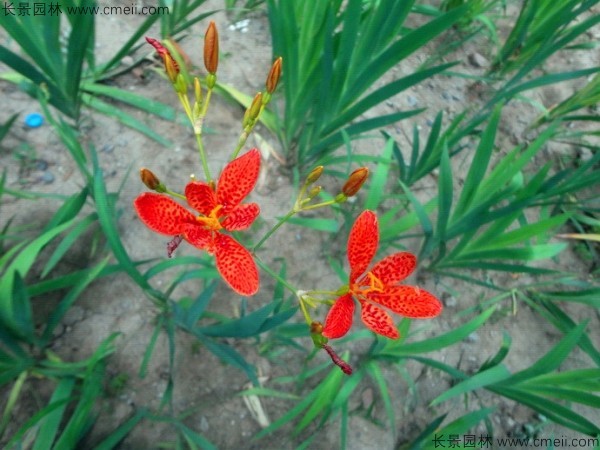 射干種子發(fā)芽出苗開(kāi)花圖片