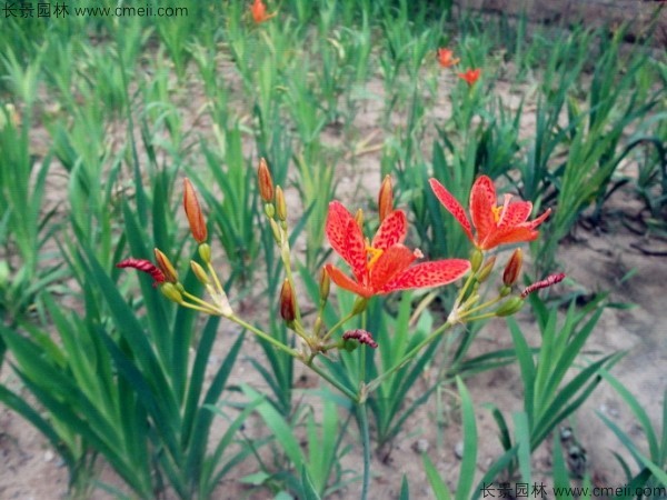 射干種子發(fā)芽出苗開(kāi)花圖片