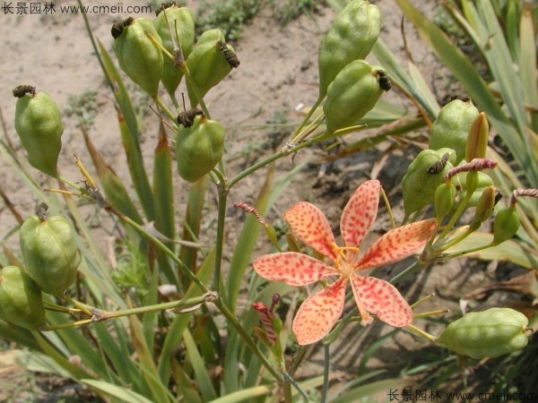 射干種子發(fā)芽出苗開(kāi)花圖片