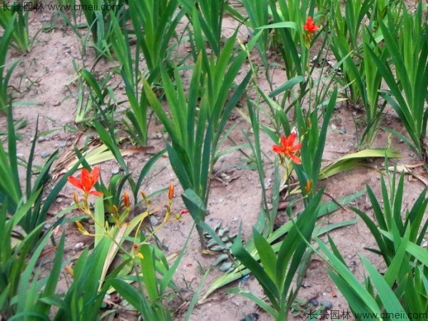 射干種子發(fā)芽出苗開(kāi)花圖片