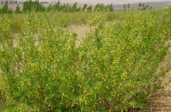 檸條種子發(fā)芽出苗開(kāi)花圖片