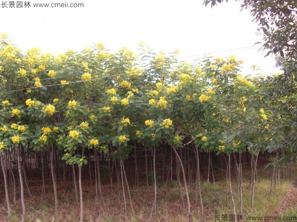 黃花槐種子發(fā)芽出苗開花圖片