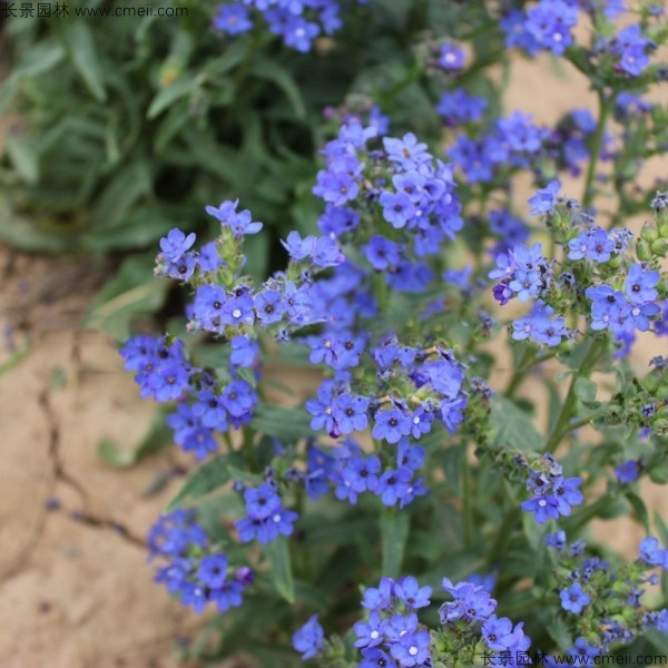 南非牛舌草種子發(fā)芽出苗開(kāi)花圖片