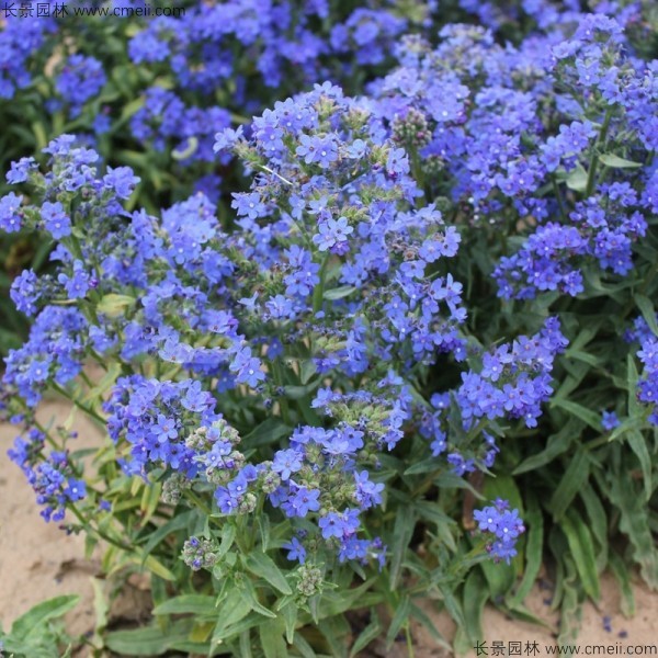 南非牛舌草種子發(fā)芽出苗開(kāi)花圖片