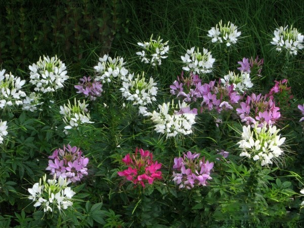 醉蝶花種子發(fā)芽出苗開花圖片