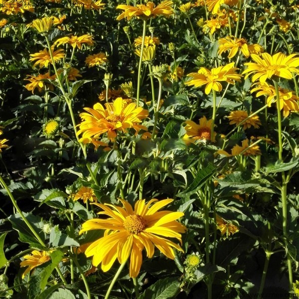 日光菊種子發(fā)芽出苗開花圖片