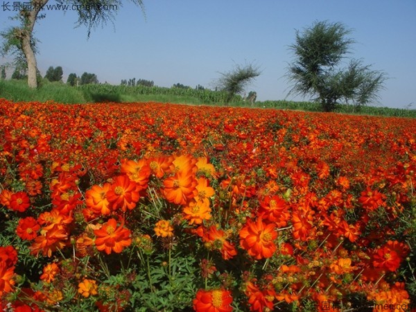 硫化菊種子發(fā)芽出苗開(kāi)花圖片