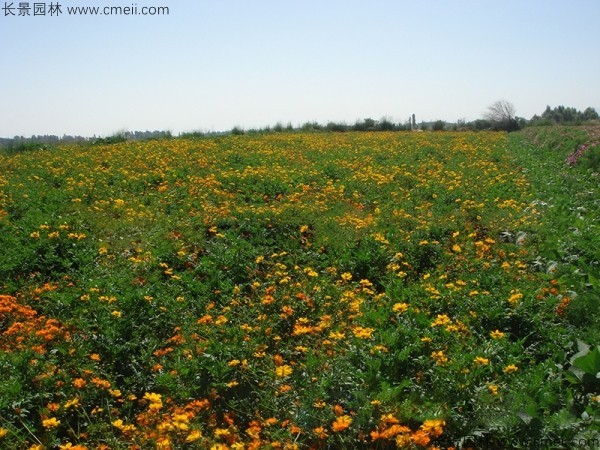 硫化菊種子發(fā)芽出苗開(kāi)花圖片