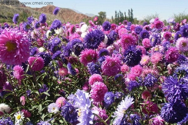 翠菊種子發(fā)芽出苗開花圖片