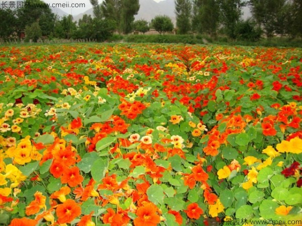 旱金蓮種子發(fā)芽出苗開(kāi)花圖片