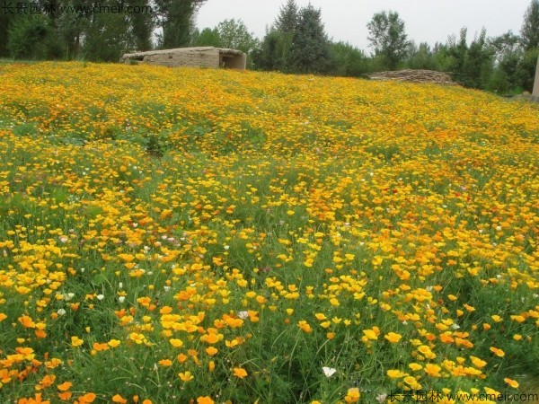 花菱草種子發(fā)芽出苗開花圖片