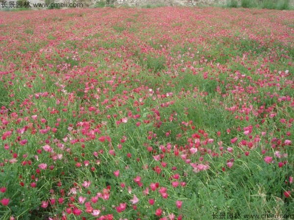 花菱草種子發(fā)芽出苗開花圖片